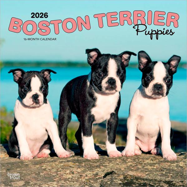 【輸入版】2026年 子犬のボストン・テリア 壁掛けカレンダー / ブラウントラウト (Boston...