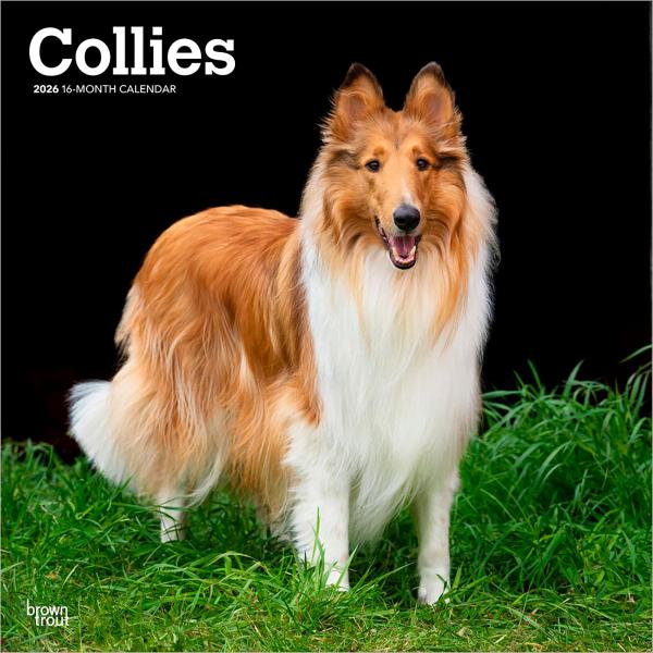 【輸入版】2026年 コリー 壁掛けカレンダー / ブラウントラウト (Collies Calend...
