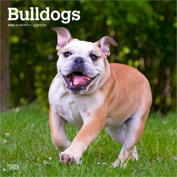 【輸入版】2026年 ブルドッグ 壁掛けカレンダー / ブラウントラウト (Bulldogs Cal...