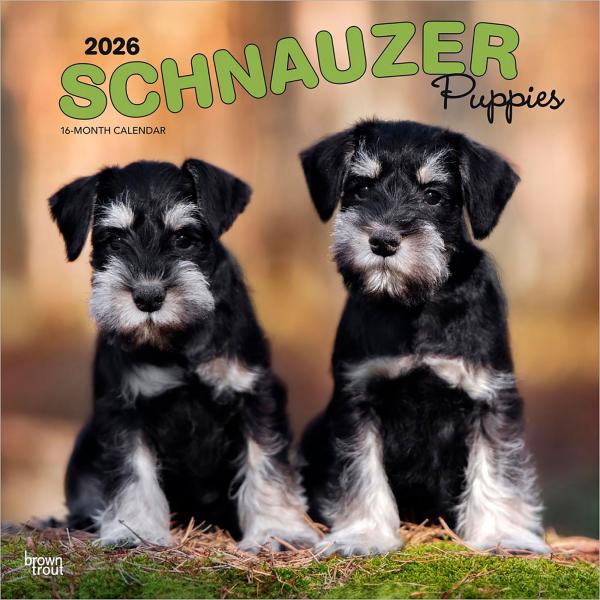 【輸入版】2026年 子犬のシュナウザー 壁掛けカレンダー / ブラウントラウト (Schnauze...