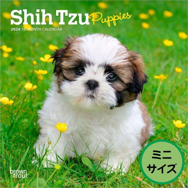 【輸入版】2026年 子犬のシーズー 壁掛けミニカレンダー / ブラウントラウト (Shih Tzu...