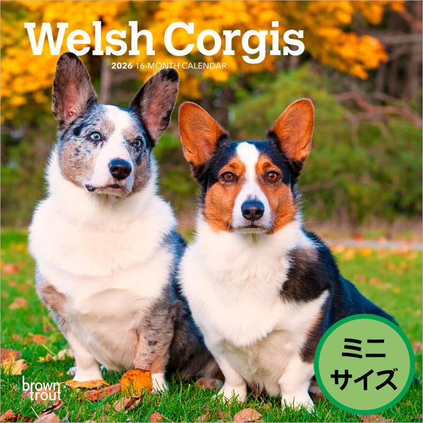 【輸入版】2026年 ウェルシュ・コーギー 壁掛けミニカレンダー / ブラウントラウト (Welsh...