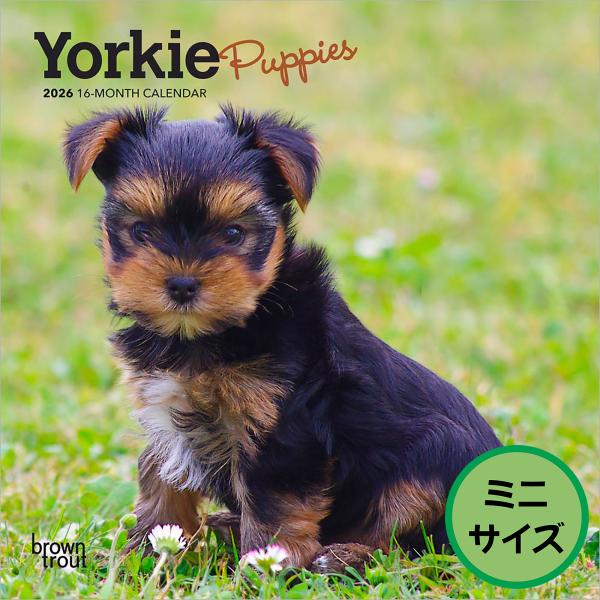 【輸入版】2026年 子犬のヨークシャー・テリア 壁掛けミニカレンダー / ブラウントラウト (Yo...