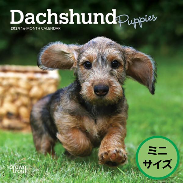 【輸入版】2024年 子犬のダックスフンド ミニ カレンダー / ブラウントラウト  (Dachsh...
