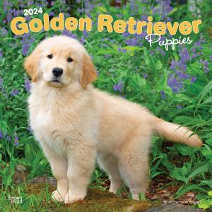 【輸入版】 2024年 子犬のゴールデンレトリバー カレンダー/ブラウントラウト (Golden Retriever Puppies)の商品画像