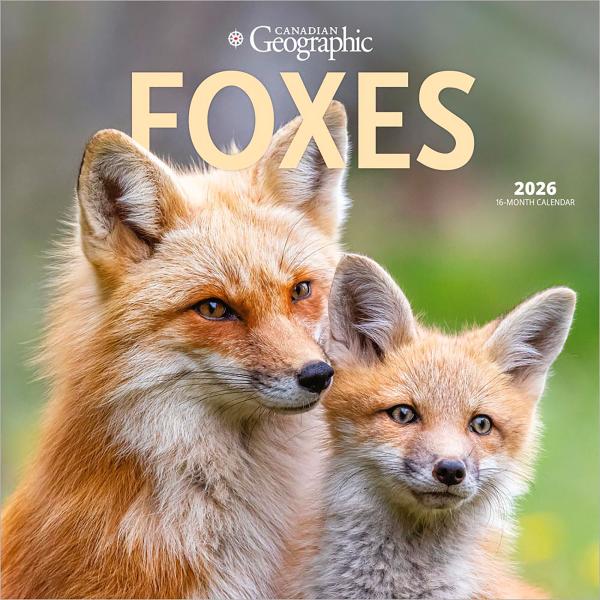 【輸入版】2026年 キツネ 壁掛けカレンダー / ブラウントラウト (Foxes Calendar...