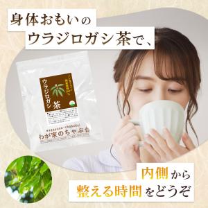 ウラジロガシ茶 (3g×35p) | わが家の...の詳細画像3