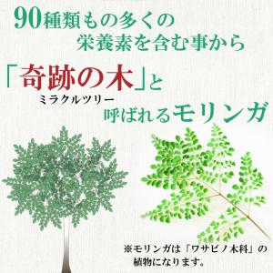 モリンガ茶 2g×40p 送料無料 モリンガ ...の詳細画像2
