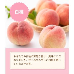 ルイボスティー フレーバーティー 桃 もも ピ...の詳細画像3