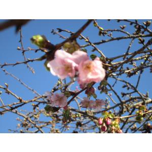 桜花春麗 桜入り緑茶の詳細画像1