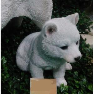 白い柴小犬　      ガーデニング 庭 新生活 誕生日