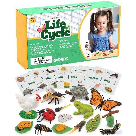 Life Cycle Science Kit Montessori Realistic Figuri...