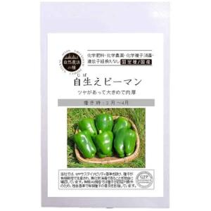 自然農法種子自生えピーマンの種10粒｜tekuteku-net