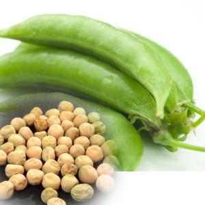 在来種/固定種/野菜のタネ「フルーツスナップエンドウ20ml(約60粒）」畑懐〔はふう〕の種