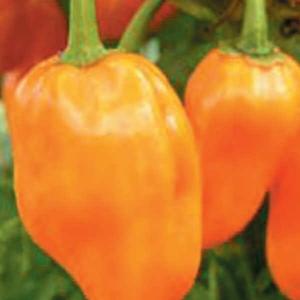 ハバネロ 種の商品一覧 通販 Yahoo ショッピング