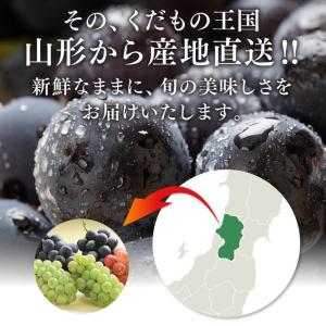 山形県産 ぶどう ピオーネ 約1kg (500...の詳細画像3