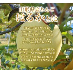 りんご 訳あり 山形県産 はるか 約5kg リ...の詳細画像2