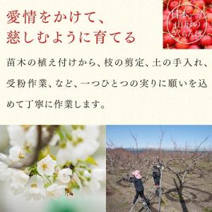 さくらんぼ 送料無料 紅秀峰 ご家庭用 山形県...の詳細画像5