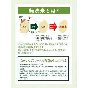 米 お米 5kg 無洗米 令和7年 山形県産 ...の詳細画像2