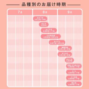 訳あり フルーツ 白桃 桃 品種おまかせ 約2...の詳細画像2