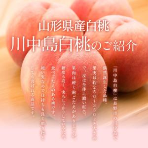 爆買 お中元 贈答用 桃 川中島白桃 約3kg...の詳細画像2