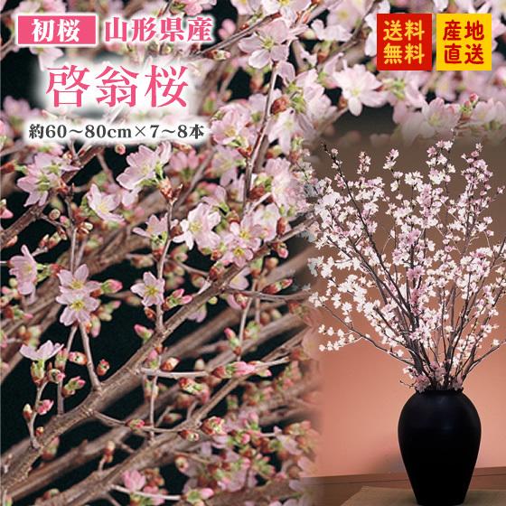 初桜 『啓翁桜』7本 山形県産 約60〜80cm 送料無料※一部地域は別途送料追加