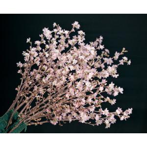 初桜 『啓翁桜』7本 山形県産 約60〜80c...の詳細画像2