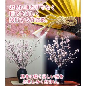 初桜 『啓翁桜』7本 山形県産 約60〜80c...の詳細画像3