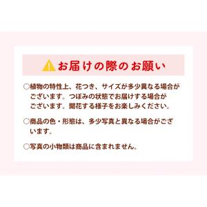 初桜 『啓翁桜』7本 山形県産 約60〜80c...の詳細画像4