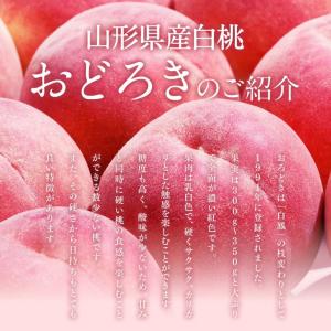爆買 白桃 桃 もも おどろき ギフト 硬い ...の詳細画像2