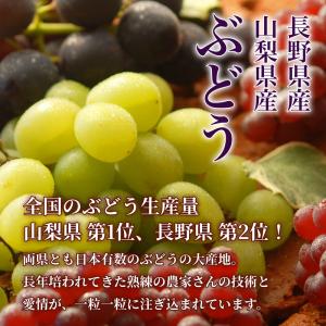 ギフト 夏 ぶどう シャインマスカット 約1k...の詳細画像2