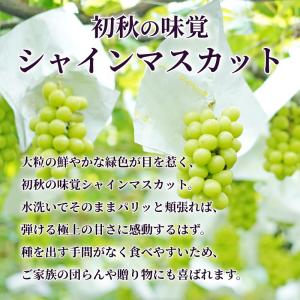 ギフト 夏 ぶどう シャインマスカット 約1k...の詳細画像3