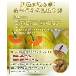 フルーツ ギフト 山形県産 ラ・フランス&サン...の詳細画像3