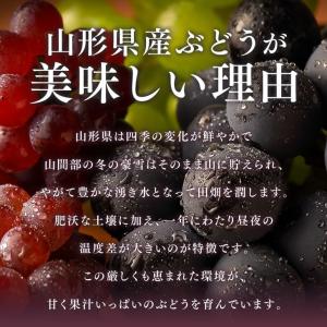 ぶどう 訳あり フルーツ 皮ごと シャインマス...の詳細画像4