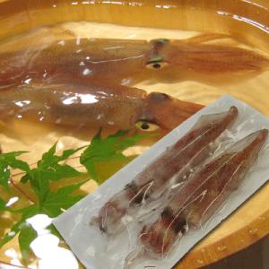 白いか しろいか お刺身用 イカ 剣先イカ 150g前後 5匹セット