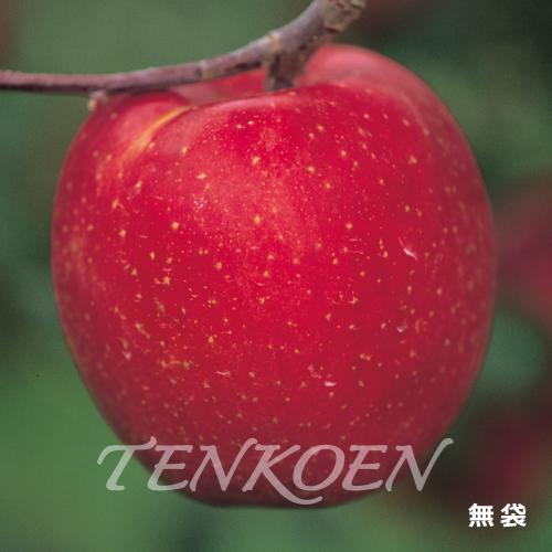 りんご あいかの香り PVP(あいかのかおり PVP) 苗木 裸苗【株式会社 天香園】