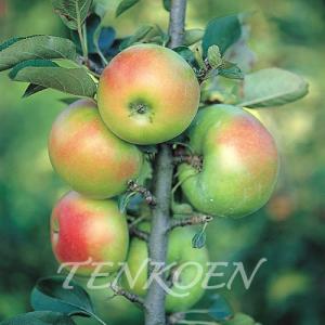 イチジク ゴールドフィグ 1年生12cmポット苗 : 吉瀬園芸 - 通販