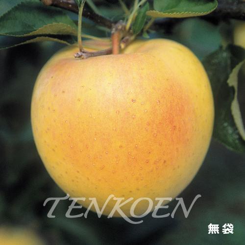 りんご ぐんま名月(ぐんまめいげつ)苗木 裸苗【株式会社 天香園】