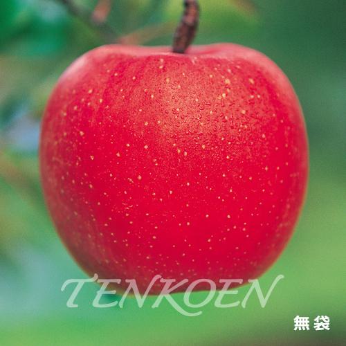 りんご らくらくふじ(三島ふじの選抜系)苗木 裸苗【株式会社 天香園】