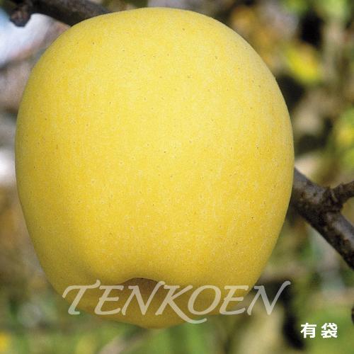 りんご はるか PVP 苗木 裸苗【株式会社 天香園】