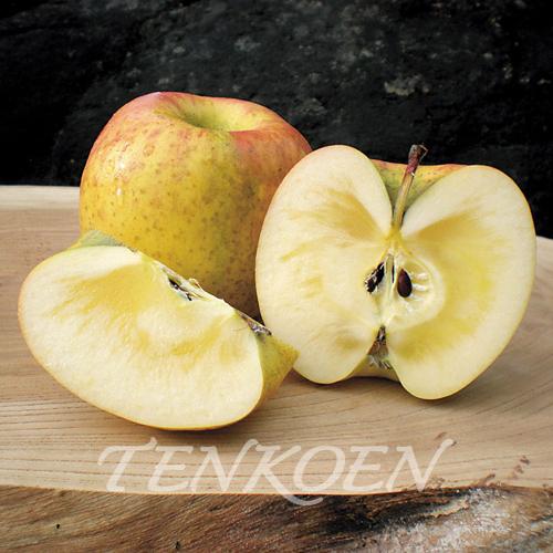 りんご あまみつきTM 　姫の月 PVP(ひめのつき PVP) 苗木 裸苗【株式会社 天香園】