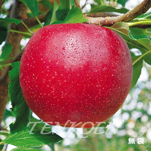 りんご 千年の輝TM（せんねんのかがやきTM）　千代の紅PVP（ちよのべにPVP） 苗木 裸苗【株式...