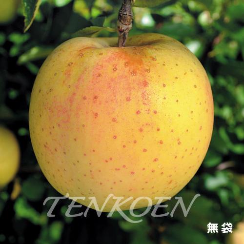 りんご 金星の光TM （とみてPVP) 苗木 裸苗【株式会社 天香園】