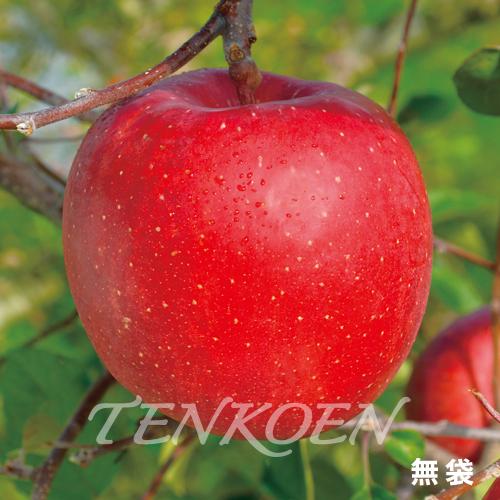 りんご 遠山三系PVP (えんざんさんけい PVP)苗木 裸苗【株式会社 天香園】