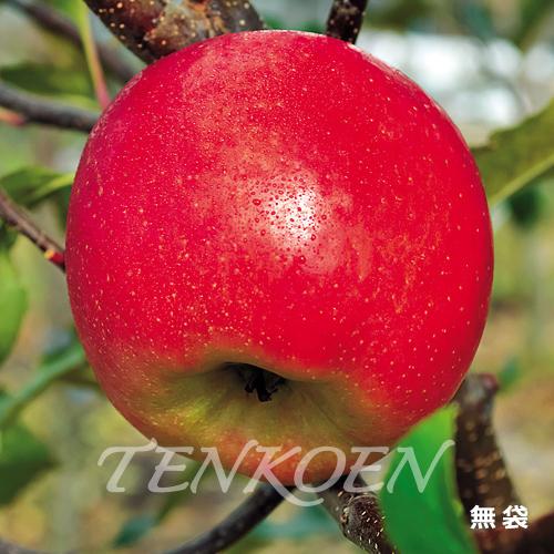 りんご こうとく苗木 裸苗【株式会社 天香園】