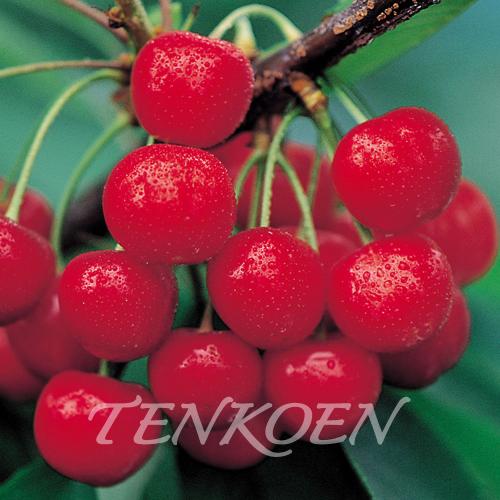 さくらんぼ 山形美人（紅さとう TM） (やまがたびじん「べにさとう TM」)苗木 裸苗【株式会社 ...