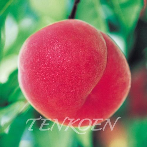 もも桃 夏香姫(なつかひめ)苗木 裸苗【株式会社 天香園】