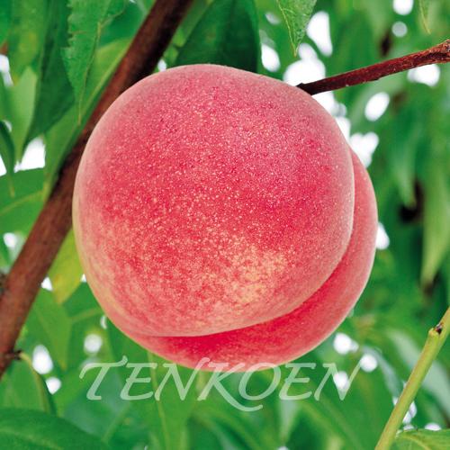 もも桃 青空むすめ PVP(あおぞらむすめ PVP)苗木 裸苗【株式会社 天香園】