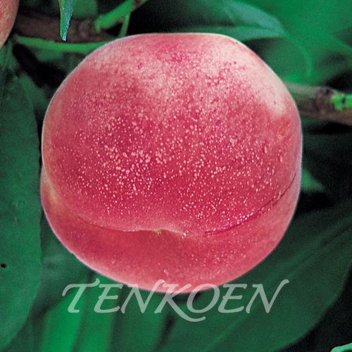 もも桃 選抜暁星（せんばつぎょうせい）苗木 裸苗【株式会社 天香園】