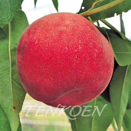 もも桃 陽夏妃 PVP(ようかひ PVP)苗木 裸苗【株式会社 天香園】